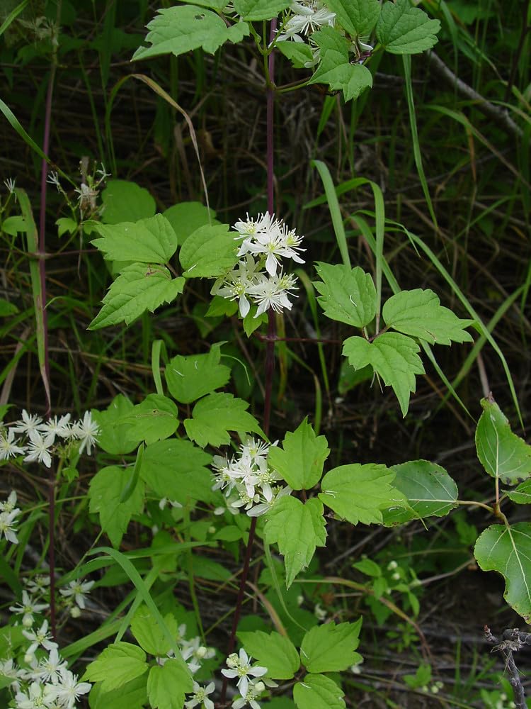 Clematis virginiana - Fall Blooming Love Vine - 2.5" Pot - Very Hard Vine