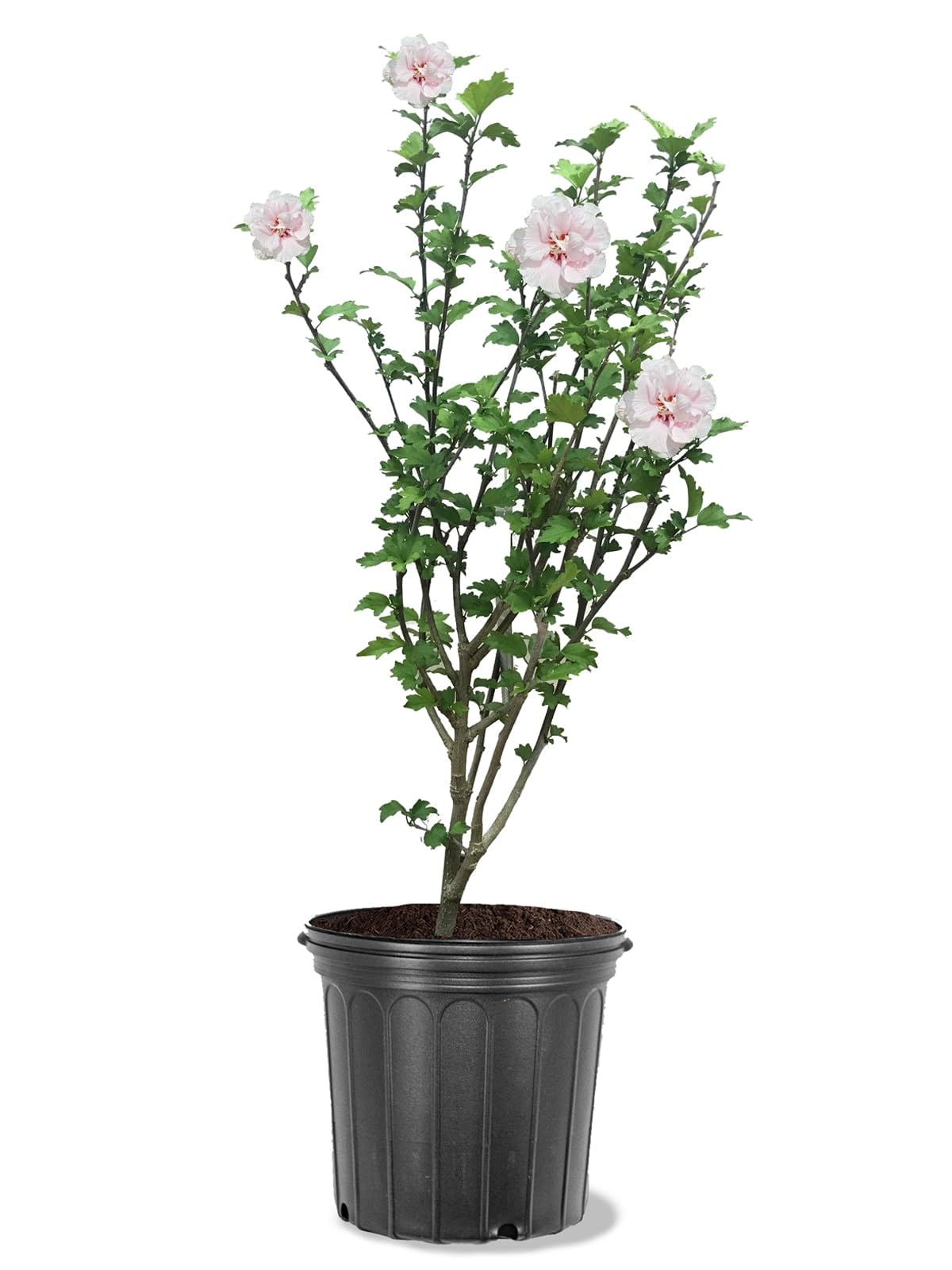 Bob’s Supreme Camellia – Evergreen Flowering Shrub with Large Red Blooms, Hardy Garden Plant for Borders, Containers & Landscapes (2 Gallon/Potted/Single)
