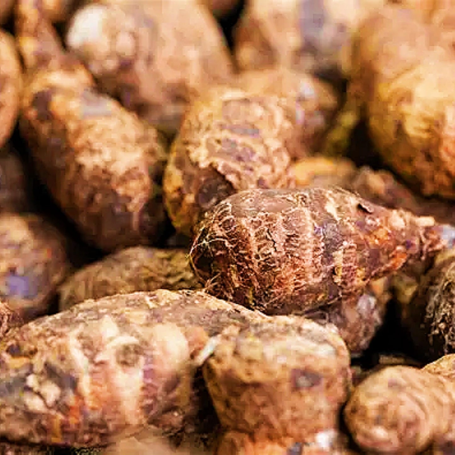 FEWSDVBX Elephant Ear for Planting Garden - Mixed Varieties, Colorful Foliage,Elephant Ear for Outdoor Garden Landscapes (6)