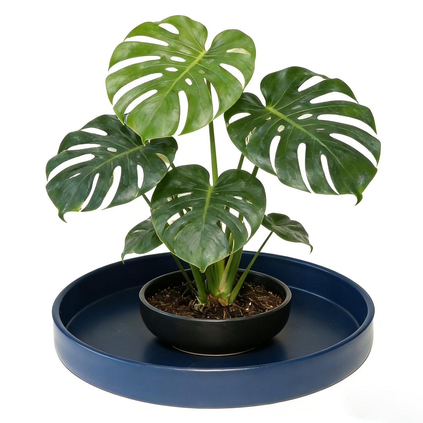 Afrine 1 Pack 12 inch Plant Saucer Drip Tray, Heavy Sturdy Plastic Planter Flower Pot Drainage Tray Plate Saucers for Indoor Outdoor Garden, Plant Water Drip Trays for pots Base (12", Blue)