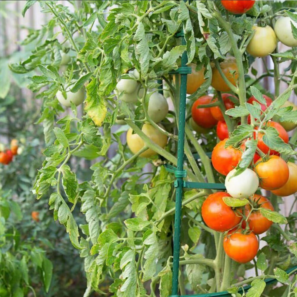 Growsun 4ft Tomato Stakes Garden Stakes Plant Cage Supports Tomato Trellis Climbing Metal w/Plastic Coated, Pack of 50