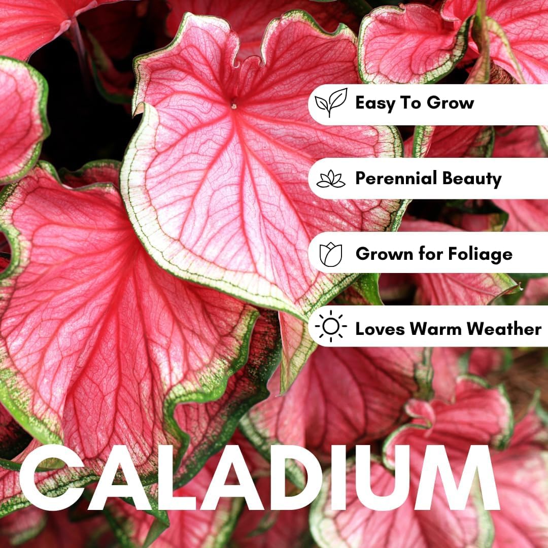 2 Heart's A'Fire Caladium Bulbs for Planting - Beautiful Spotted Leafs Stand Out - Perennial Hosta, Elephant Ears, Fancy