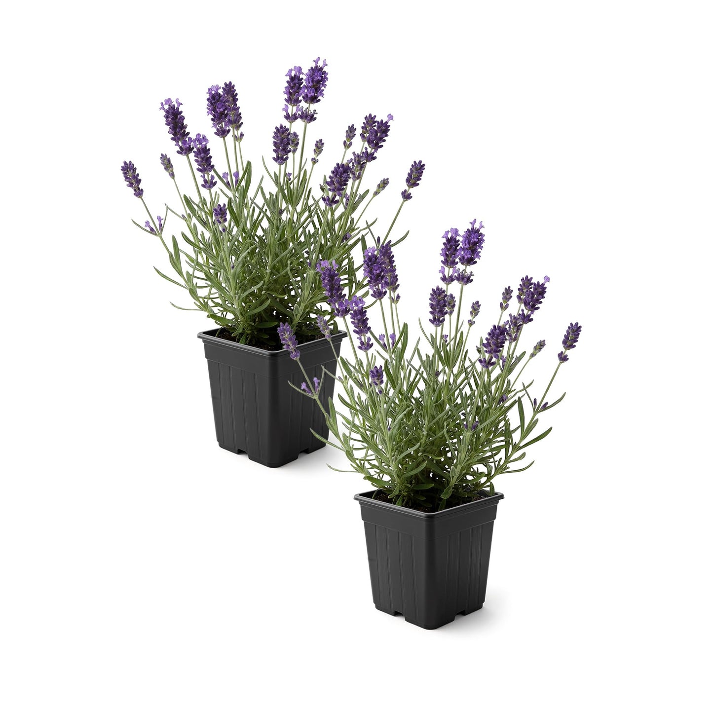 Live Lavender 2-Pack â Purple â Fragrant Sun Perennial Herb, Pollinator Friendly, 10â Tall, 1 Pt Pot