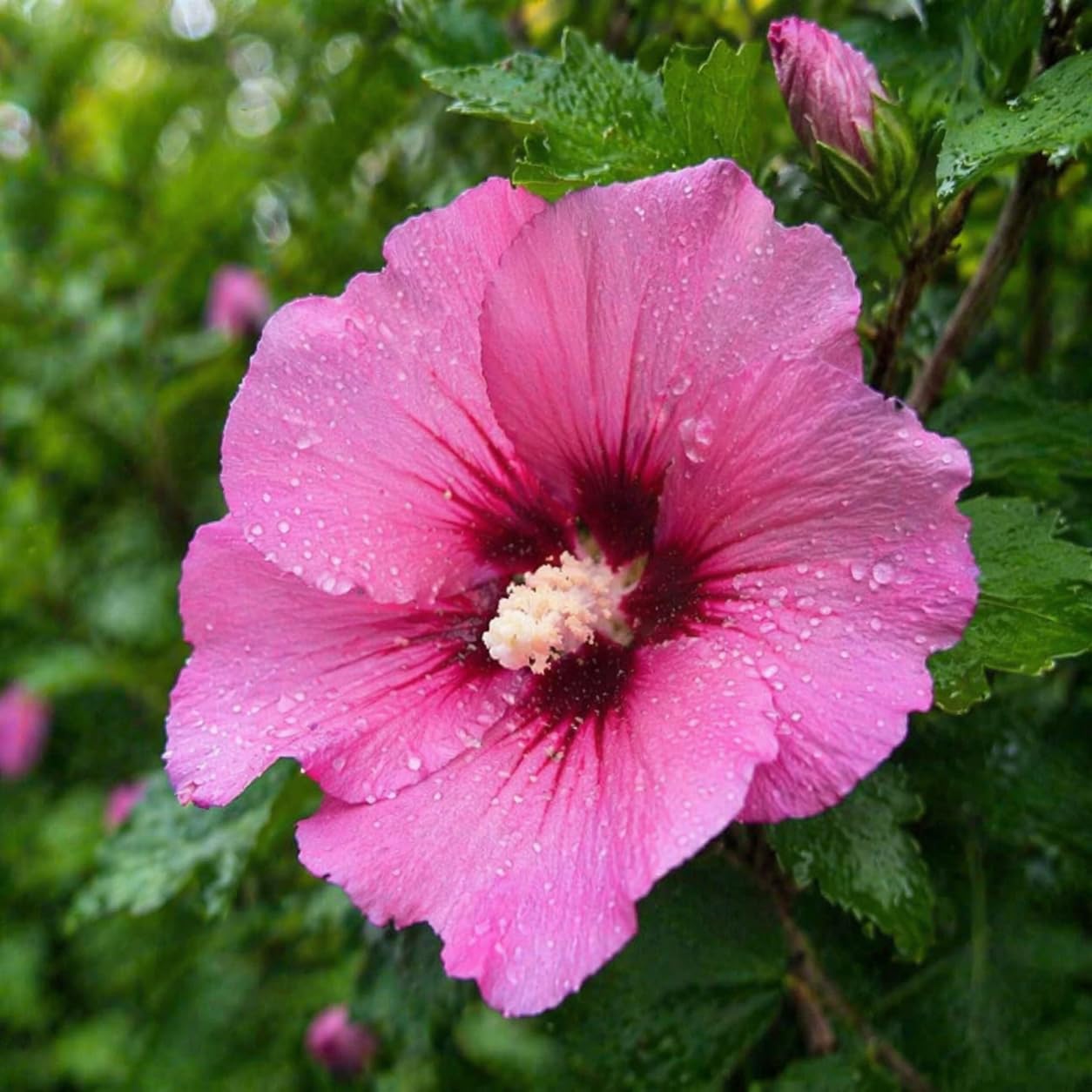 2 Pink Aphrodite Rose of Sharon Hibiscus (Althea) Shrubs - 18-24" Tall Live Plants - Flowering Bush/Tree Seedlings - Hibiscus syriacus 'Aphrodite' - (2 Pack)