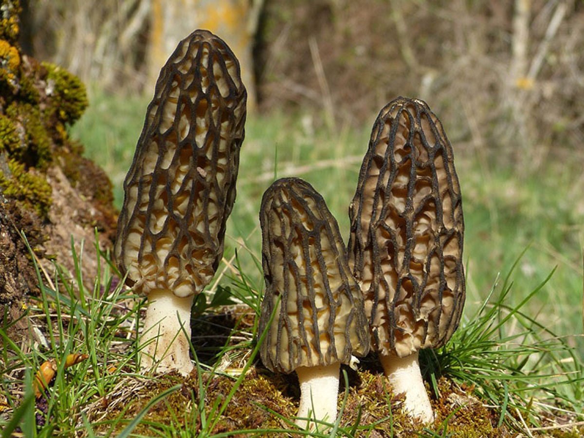 SeedsUP - 100+ Black Morel Mushrooms Mycelium Spawn Spores - Mushroom Brown