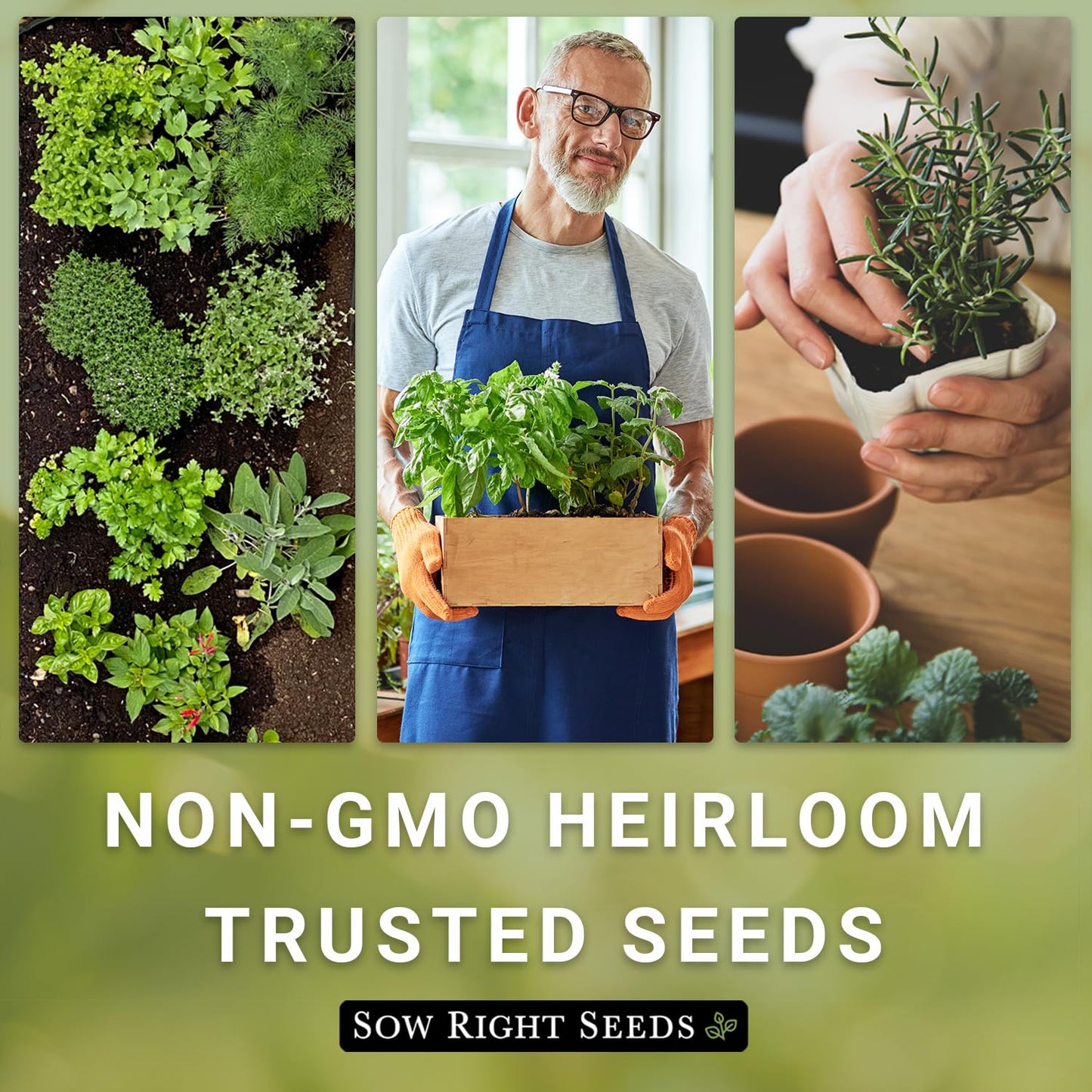 Sow Right Seeds - Italian Herb Garden Seed Collection for Planting - Basil, Oregano, Parsley, Sage, and Thyme - Non-GMO Heirloom Packet with Instructions to Grow a Kitchen Garden Indoors or Outdoors