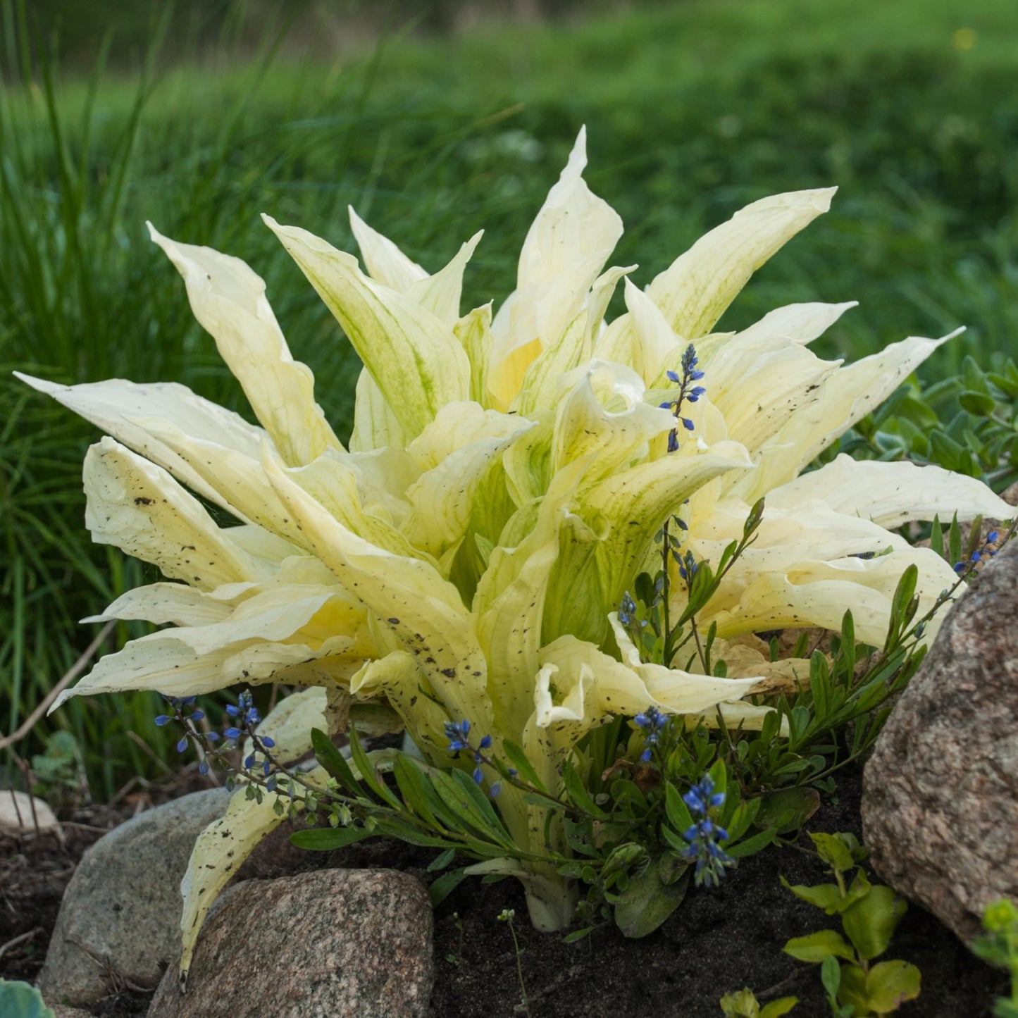 2pk White Feather Hosta Bare Roots - Rare & Unique Perennial Hosta Plants for Shade Gardens - Creamy White and Green Foliage - Easy Care, Low Maintenance Outdoor Garden Plant