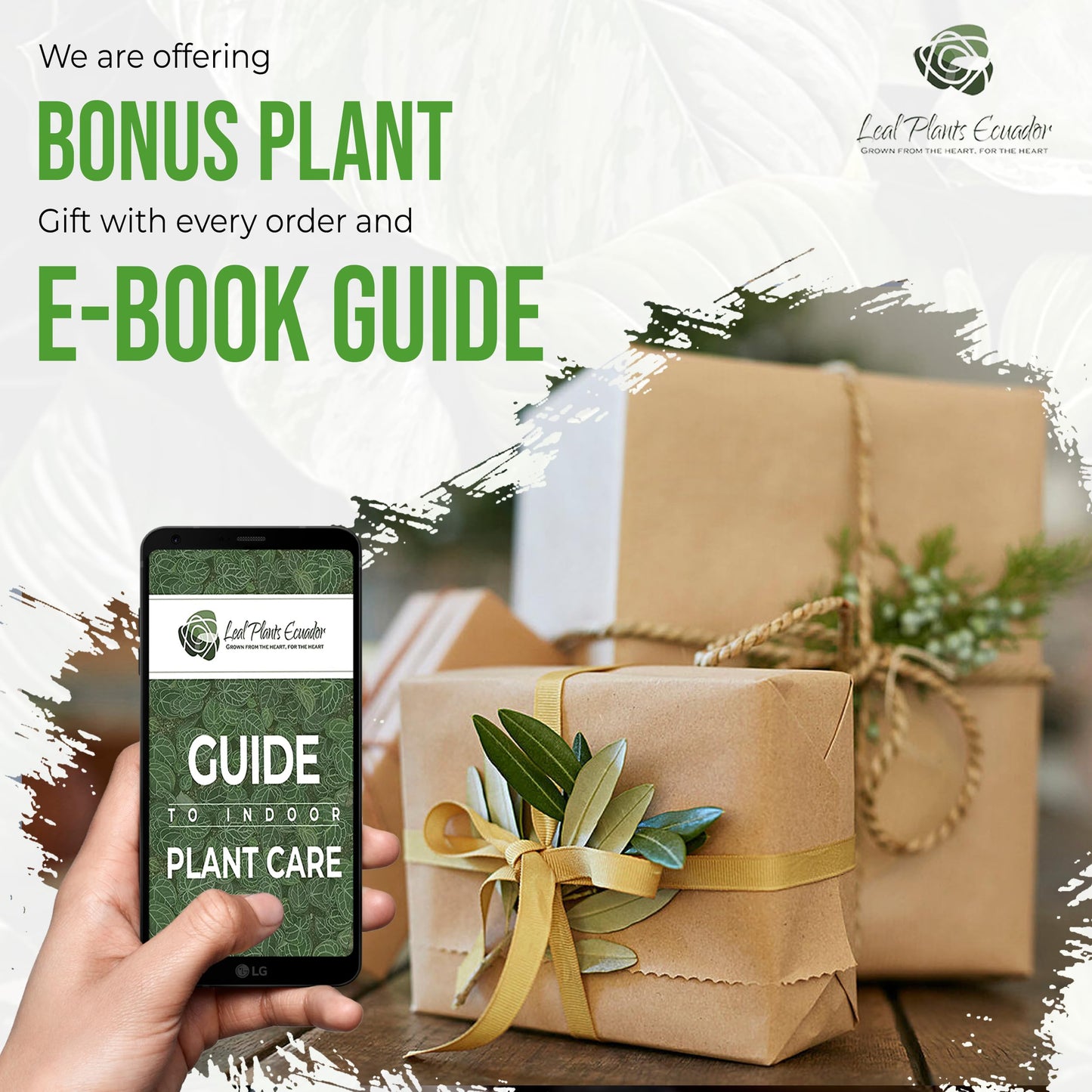 LEAL PLANTS ECUADOR Philodendron Tortum Giant | Natural Décor Plant | Philodendron Tortum Mature Indoor Green House Plant
