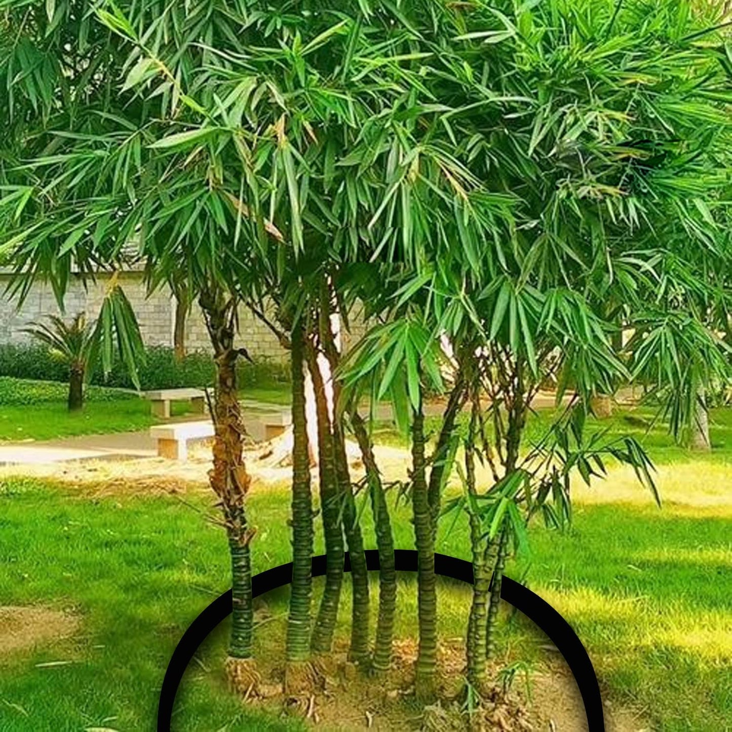 50ft x 30inx 80mil Tree Root Barrier for Landscaping & Protect Roads | Bamboo Barrier Heavy-Duty Root Blocker Rhizome Control Barrier