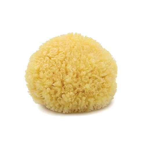 Neptune Caribbean Sea Sponge, Hand Cut, Medium, Approx. 5-6 inches