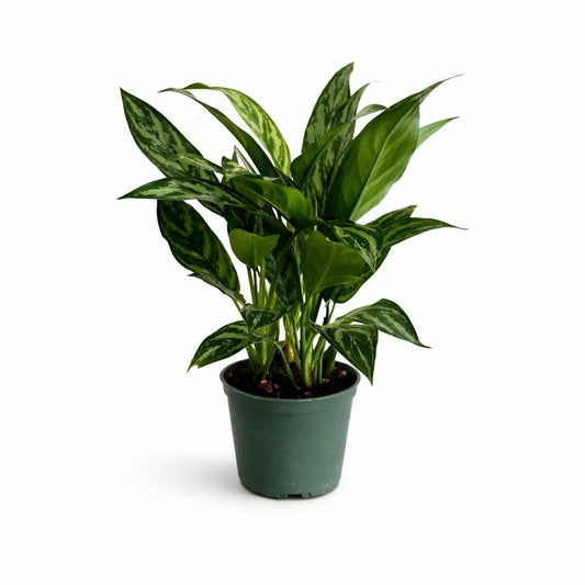 Aglaonema Tigress Live Indoor Plant in 6 Inch Grow Pot, Chinese Evergreen Houseplant, Tropical Foliage Plant for Home or Office