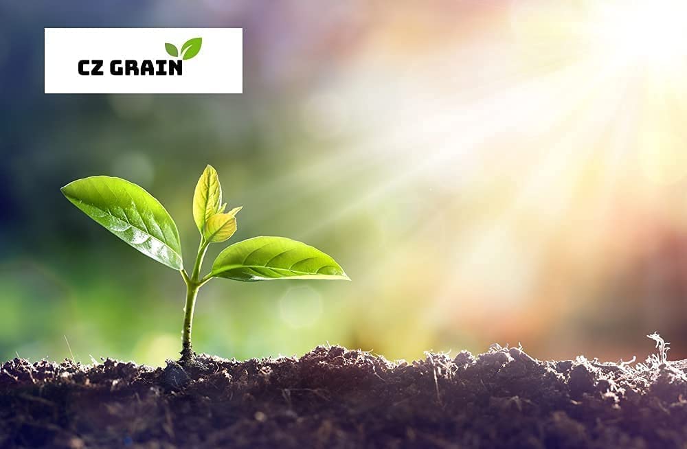 Kousa Dogwood Tree Seedlings for Planting - Cornus kousa - No California (2 Dogwood Trees)