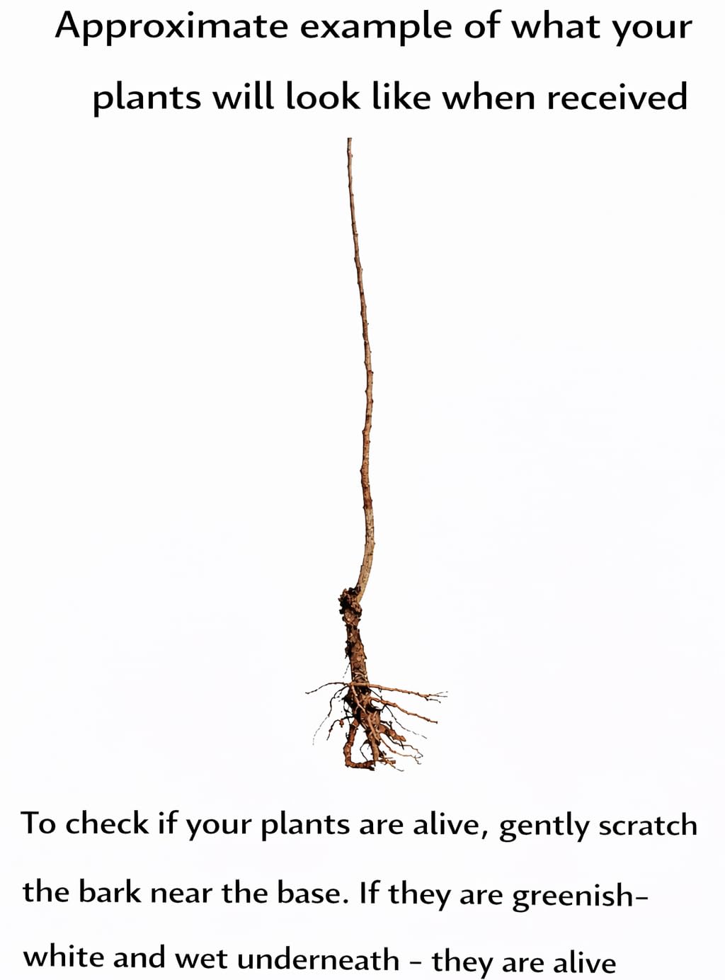 2 Weeping Willow Trees - 12-18" Tall Live Plants - Fast Growing Shade Trees - Salix Babylonica - (2 Pack)