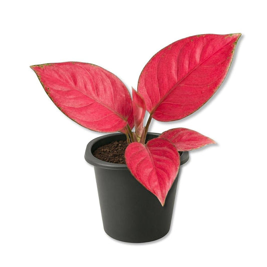 Aglaonema Lucky Red - 3 Live Starter Plants - Aglaonema - Bold Beautiful Colorful Foliage Indoor Houseplant