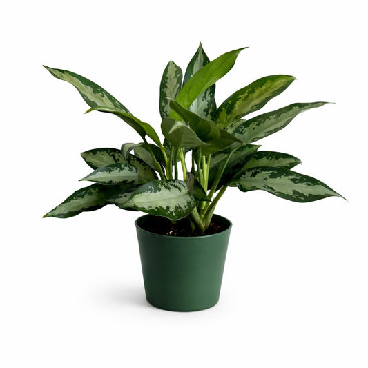 Aglaonema Silver Bay Live Indoor Plant in 6 Inch Pot, Chinese Evergreen Houseplant, Easy Care Low Light Tropical Plant for Home and Office