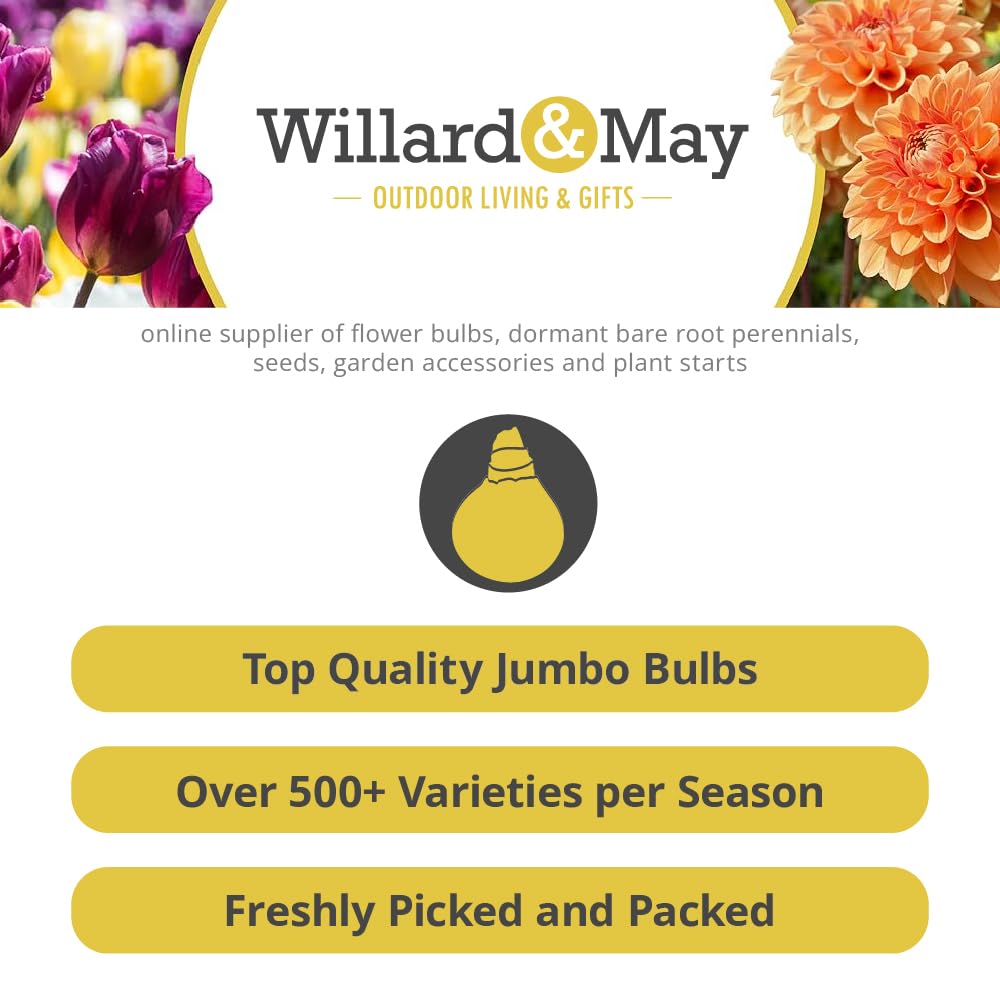 Complete Perennial Flower Bulb Garden - 25 Bulbs for 50 Days of Continuous Blooms (Summer Color from June Through October) - Easy to Grow Summer Planting Bulbs by Willard & May