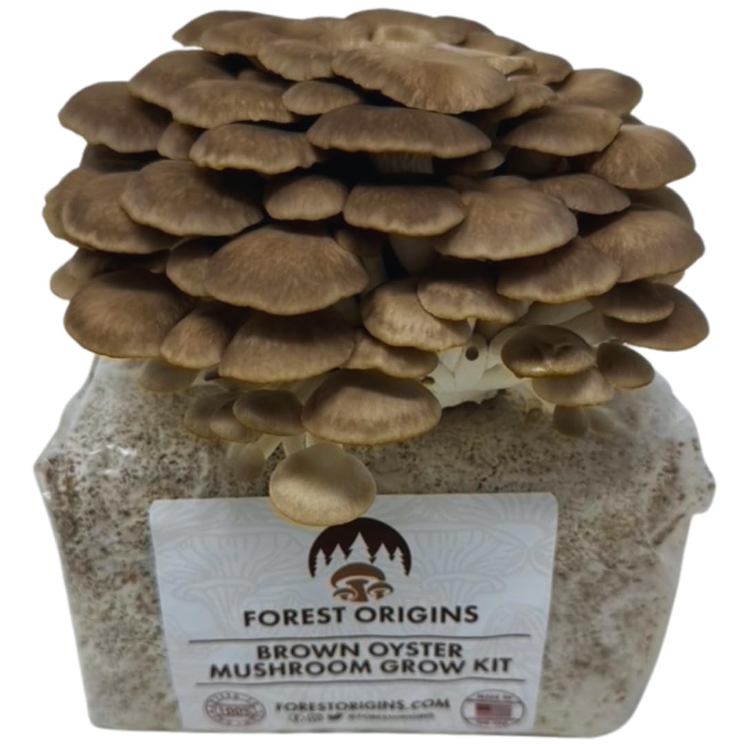 Forest Origins Brown Oyster Mushroom Grow Kit, Harvest Gourmet Mushrooms in 10 Days, Beginner Friendly, Handmade in California USA, Unique Gift
