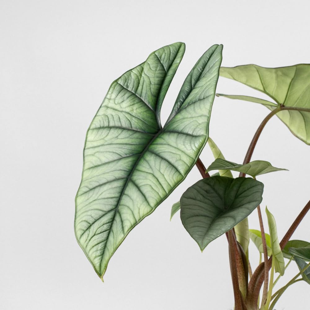 Alocasia Live Plant, Tropical Plant for Gift or Home Office Decor, Air Purifying, Rare Alocasia Plant Indoor from 2 to 4 Inches Tall (Silver)