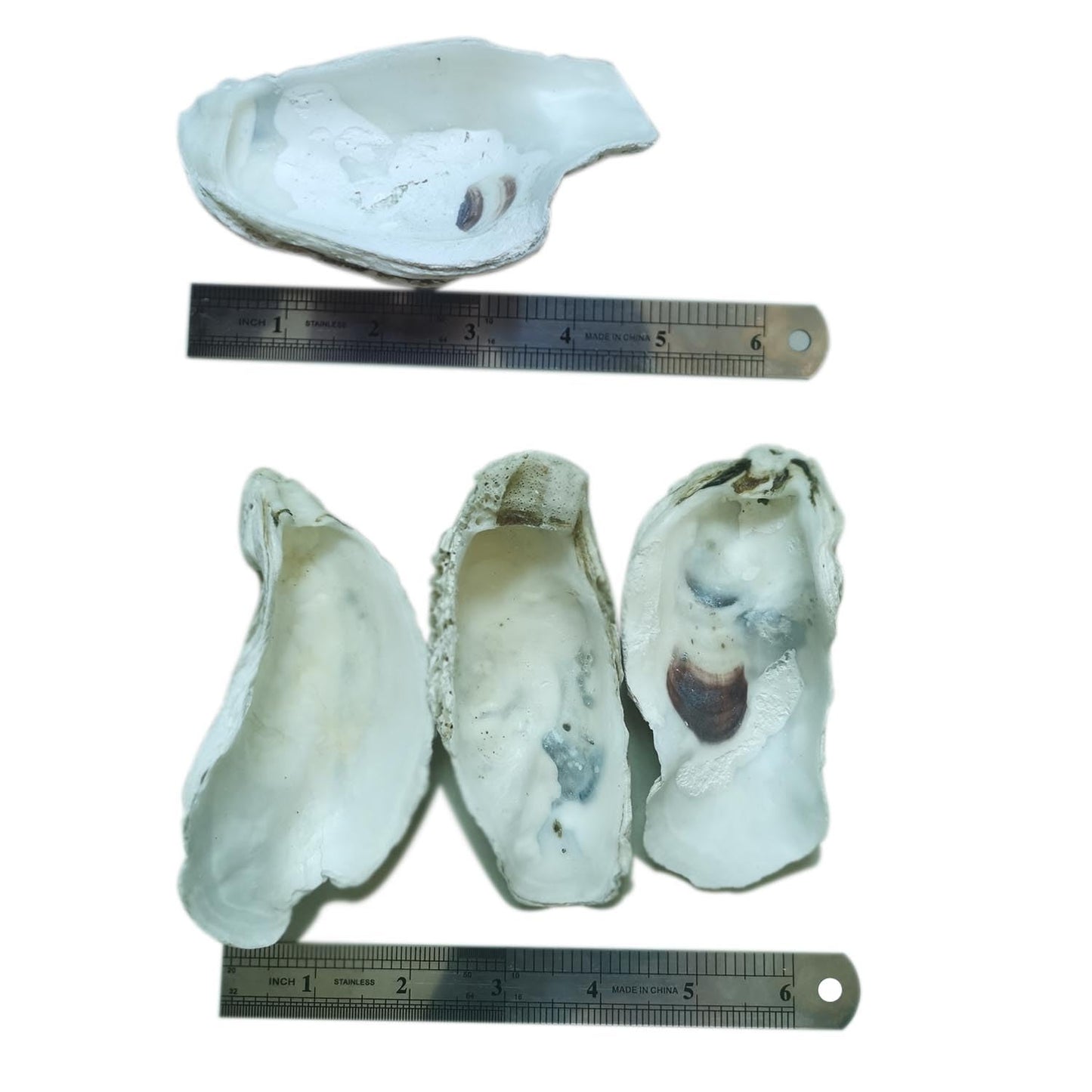Dual Dou Natural Concave Oyster Shells for Crafts 3"-4" Large Oyster Shells Bulk for Home Vase Shell Painting, Beach Wedding & Christmas Decor, Vase Filler, DIY Home Decor, Craft Shells of 20pcs
