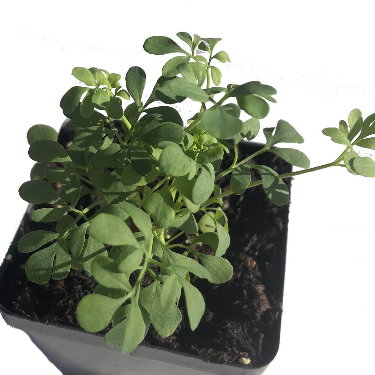 Smoke Camp Crafts Rue Herb Plant Seeds, Ruta graveolens, Grows Into Beautiful Plants, Herb of Grace, Garden Rue, 100 Seeds for Planting, 0.2 Gram
