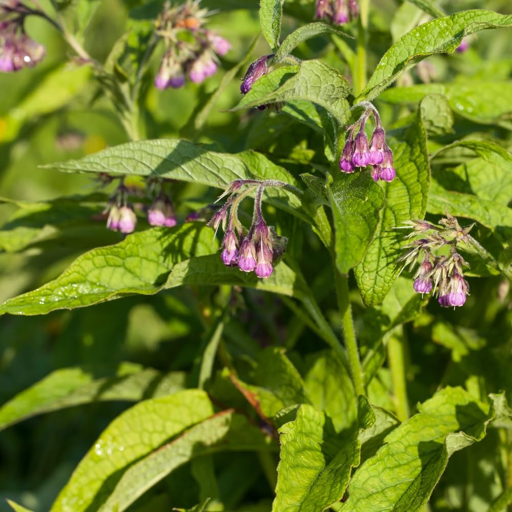 10 Comfrey Roots, Comfrey Plants Live Roots for Planting Outdoor Garden, Fast Growing Perennial Herb Plant