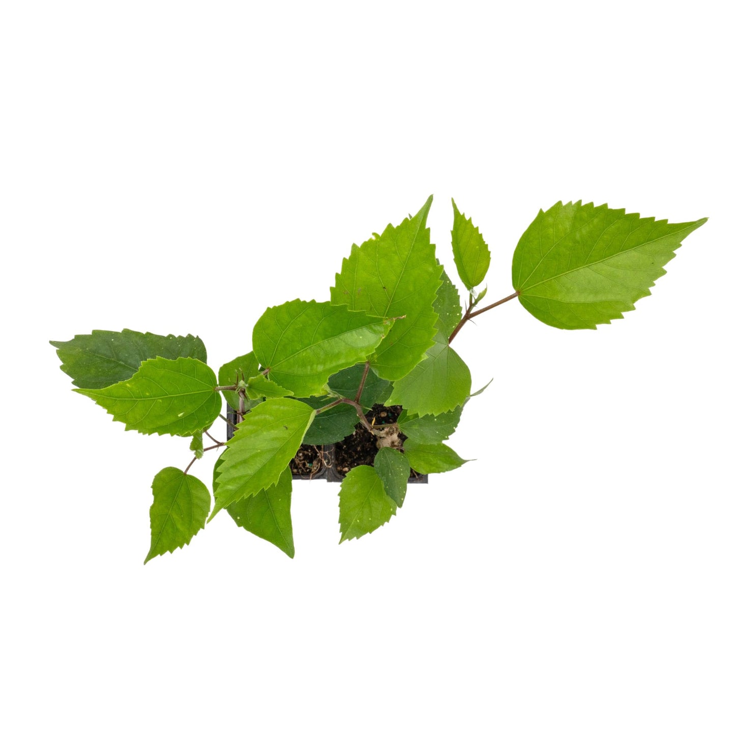 2 Brilliant Hibiscus in 3.5" Nursery Cubes | Hibiscus rosa-sinensis ‘Brilliant’ | Tropical Red Flowering Shrub for Containers, Patios & Gardens | Ready-to-Plant Live Starters