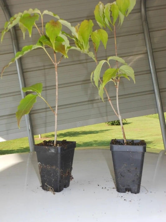 2 Kousa Japanese Dogwood Trees 12-18" Tall Live Plants in Quart Pots - Cornus Kousa