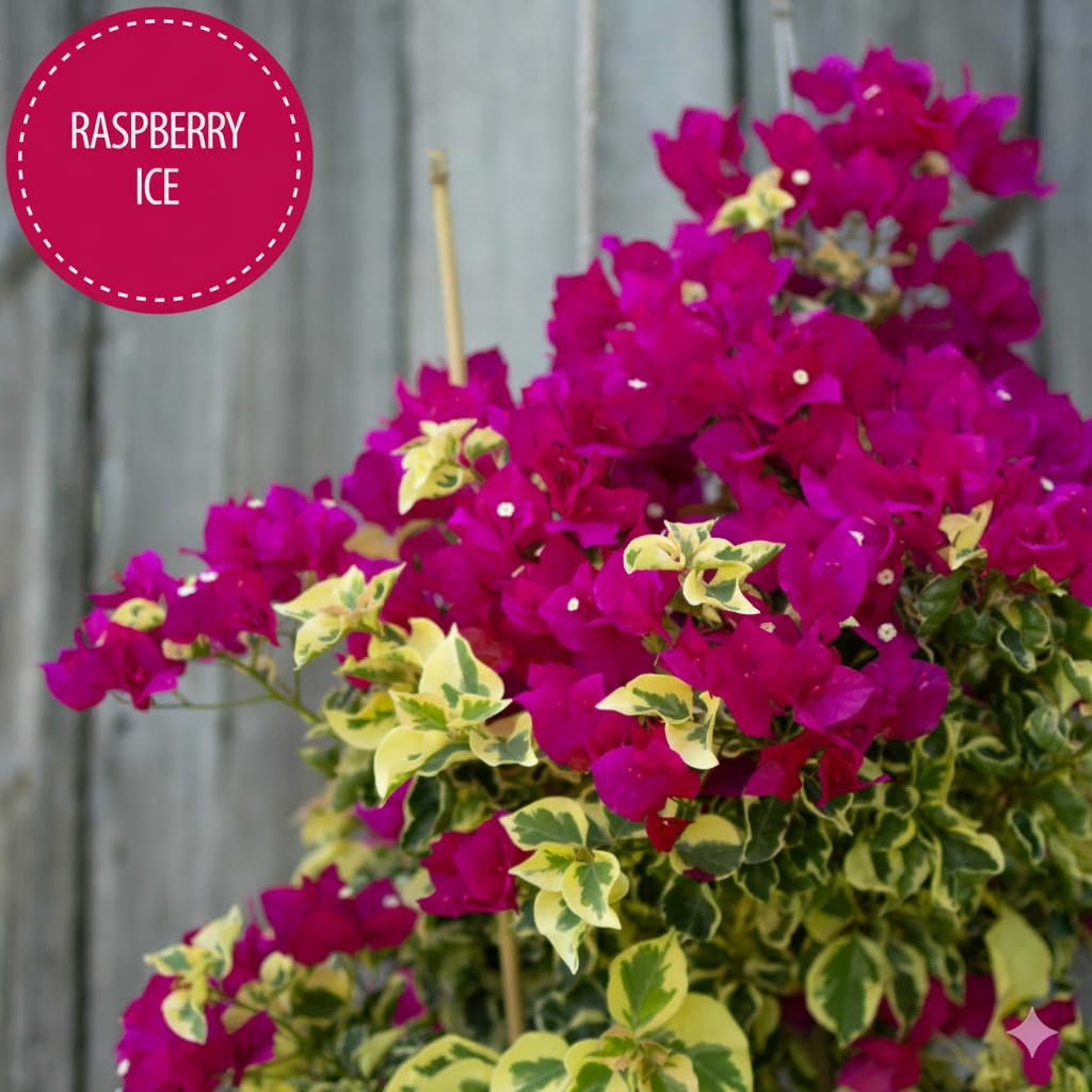 Pink Bougainvillea Plants - Live Raspberry Ice Bougainvillea Plants – Pack of 2 – Rare Variegated Bougainvillea with Pink & Cream Blooms – Hardy Flowering Vine – Ideal for Containers & Trellises