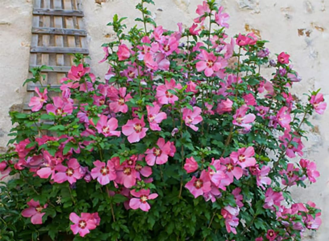 2 Pink Aphrodite Rose of Sharon Hibiscus (Althea) Shrubs - 18-24" Tall Live Plants - Flowering Bush/Tree Seedlings - Hibiscus syriacus 'Aphrodite' - (2 Pack)