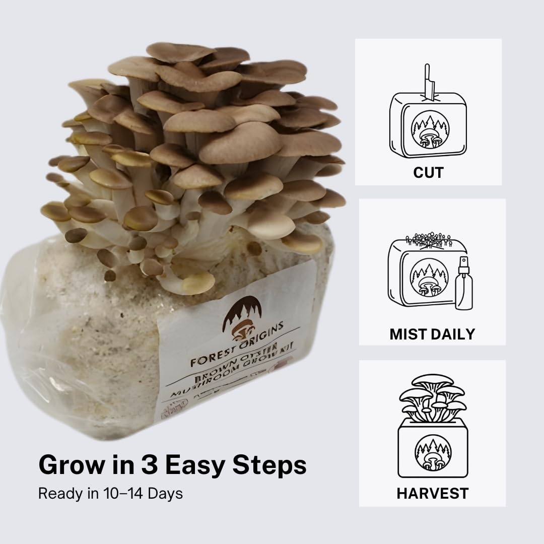 Forest Origins Brown Oyster Mushroom Grow Kit, Harvest Gourmet Mushrooms in 10 Days, Beginner Friendly, Handmade in California USA, Unique Gift