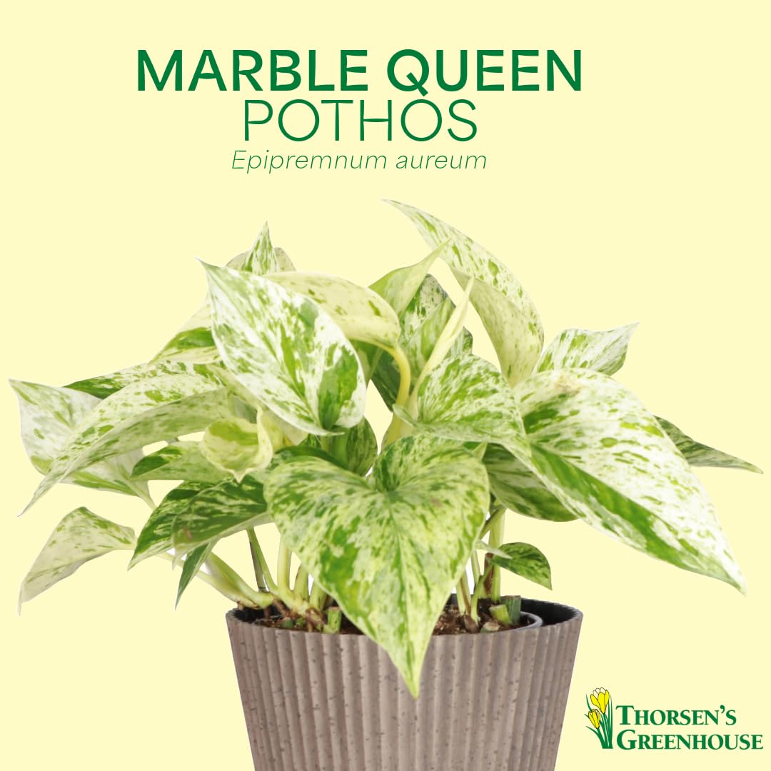 Thorsen's Greenhouse Marble Queen Pothos, Live Indoor Plant, Easy to Grow, Rare Variegated Houseplant, Natural Air Purifier, 6-inch Diameter Pot (Chocolate)