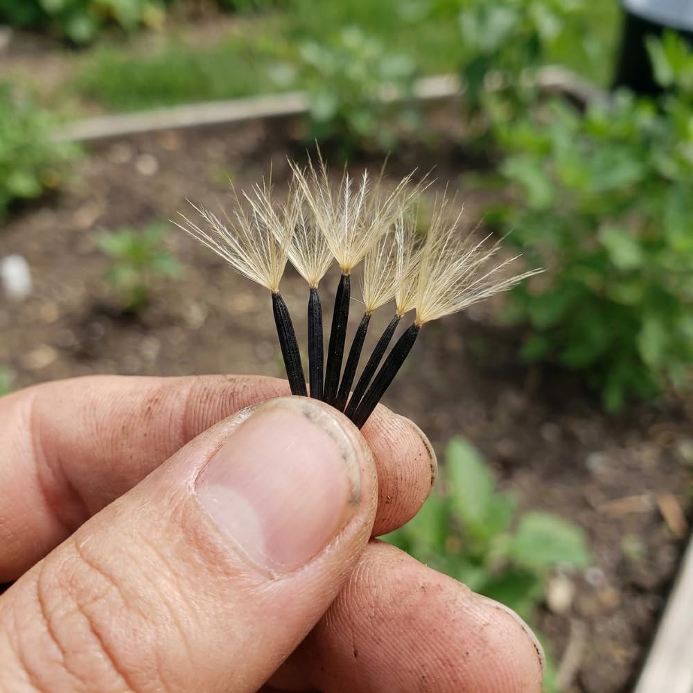 100+ Papalo Seeds – Mexican Herb Papaloquelite (Porophyllum ruderale) – Heirloom Garden Herb Seeds for Outdoor Garden, Raised Beds & Containers
