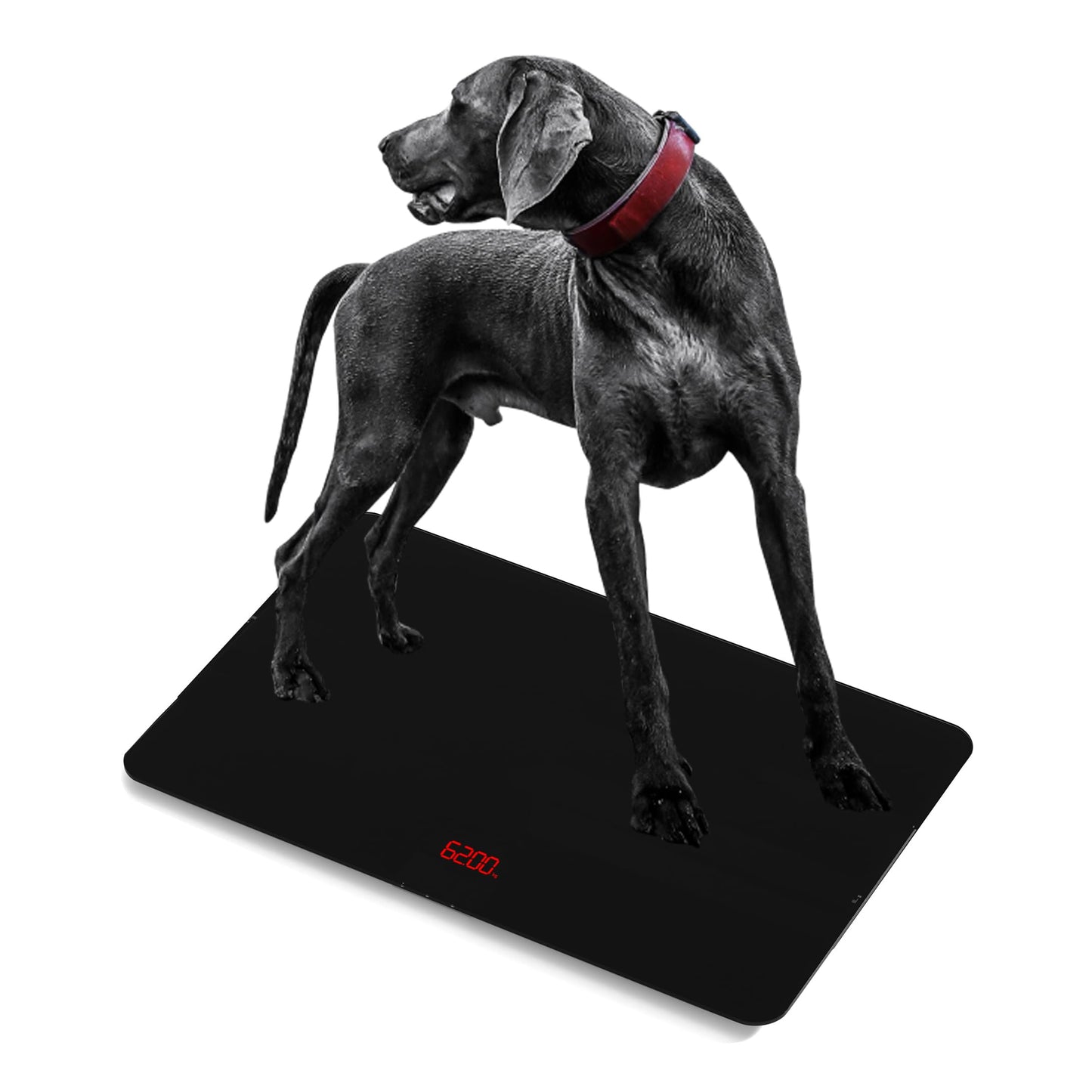 SIKE Medium-Large Breed Veterinary Scale, Dog Scale (±10g) Accuracy, Red LED, 32 x 20 inch Tempered Glass Platform with Anti Slip Sticker, Digital Pet Scales