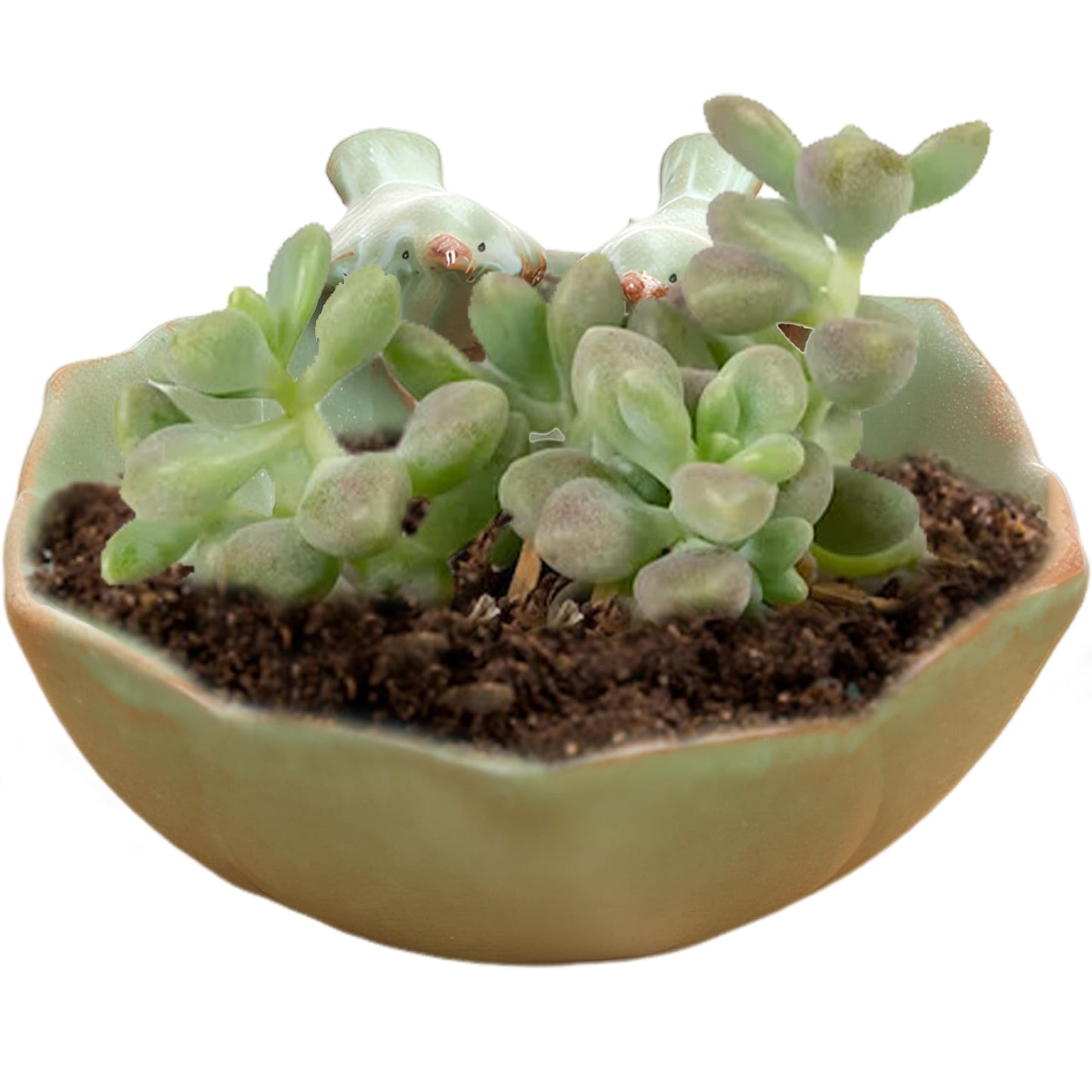 Meyrwoy Suculentas Pot with 2 Adorable Birds Succulent Planter DIY Flower Planting Garden Pots Ceramic Round Hollow Planter for Home Indoor Outdoor Garden Decor