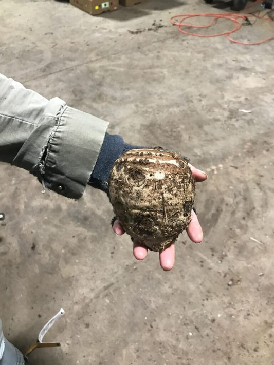 2 Colassal-Sized Elephant Ears Bulbs- Esculenta