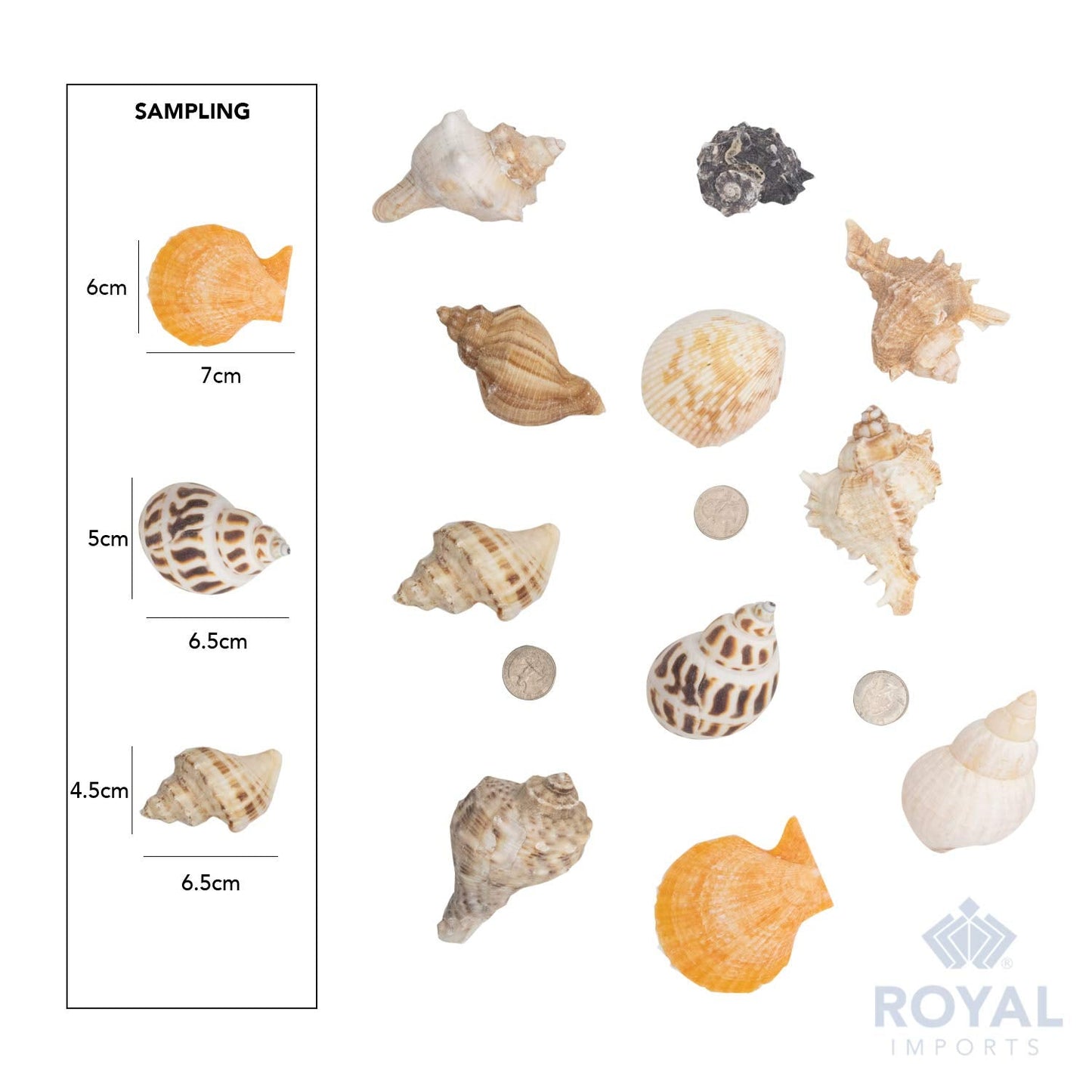 Royal Imports Sea Shells Natural Beach Assorted Seashells, Theme Party Mixed Wedding Decoration, DIY Crafts Fish Tank Aquarium Ocean Vase Filler Party Supplies, Large (3-4 in), 1 LB