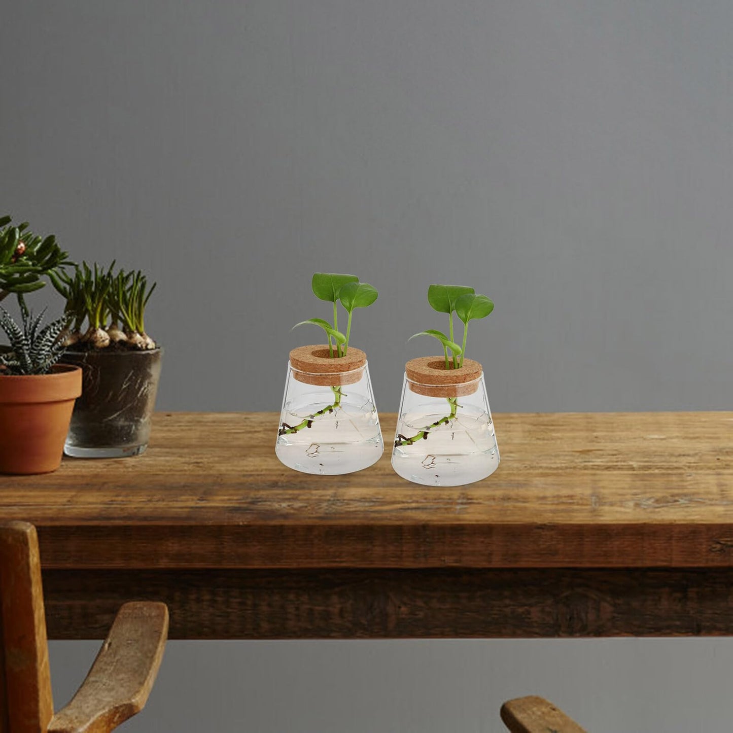 Balacoo 2pcs Hydroponic Glass Planter Vase Desktop Terrarium for Water Plants 6.5cm Opening Glass Eco Bottle Suitable for Home Office Gardening