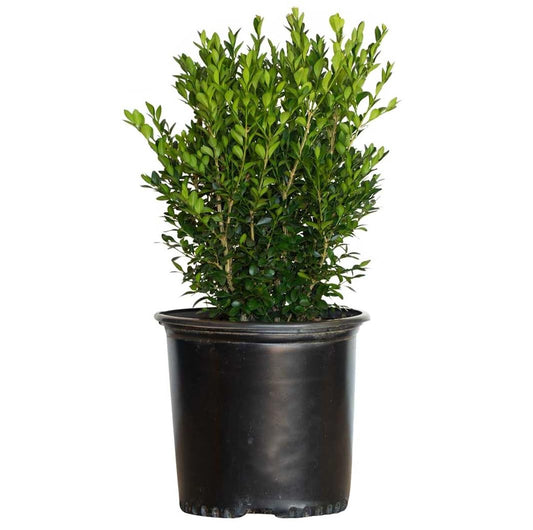 2.5 Gallon - Green Velvet Boxwood