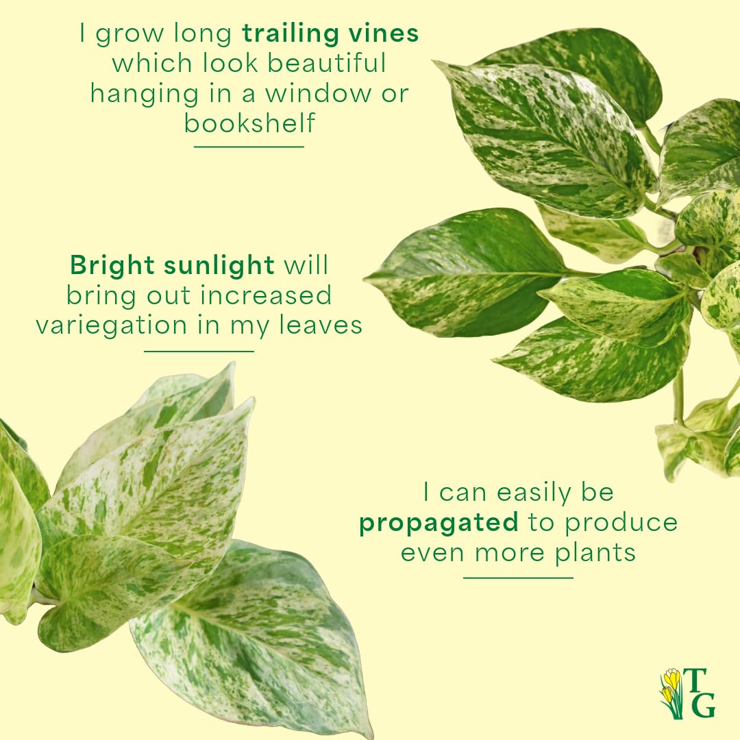 Thorsen's Greenhouse Marble Queen Pothos, Live Indoor Plant, Easy to Grow, Rare Variegated Houseplant, Natural Air Purifier, 4-inch Diameter Pot (Nursery Pot)