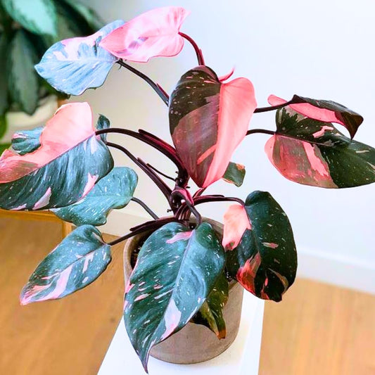2 Pink Philodendron Plants Live, Variegated Indoor Houseplant, 5-8 Inch Tall Tropical Foliage, Rare Philodendron