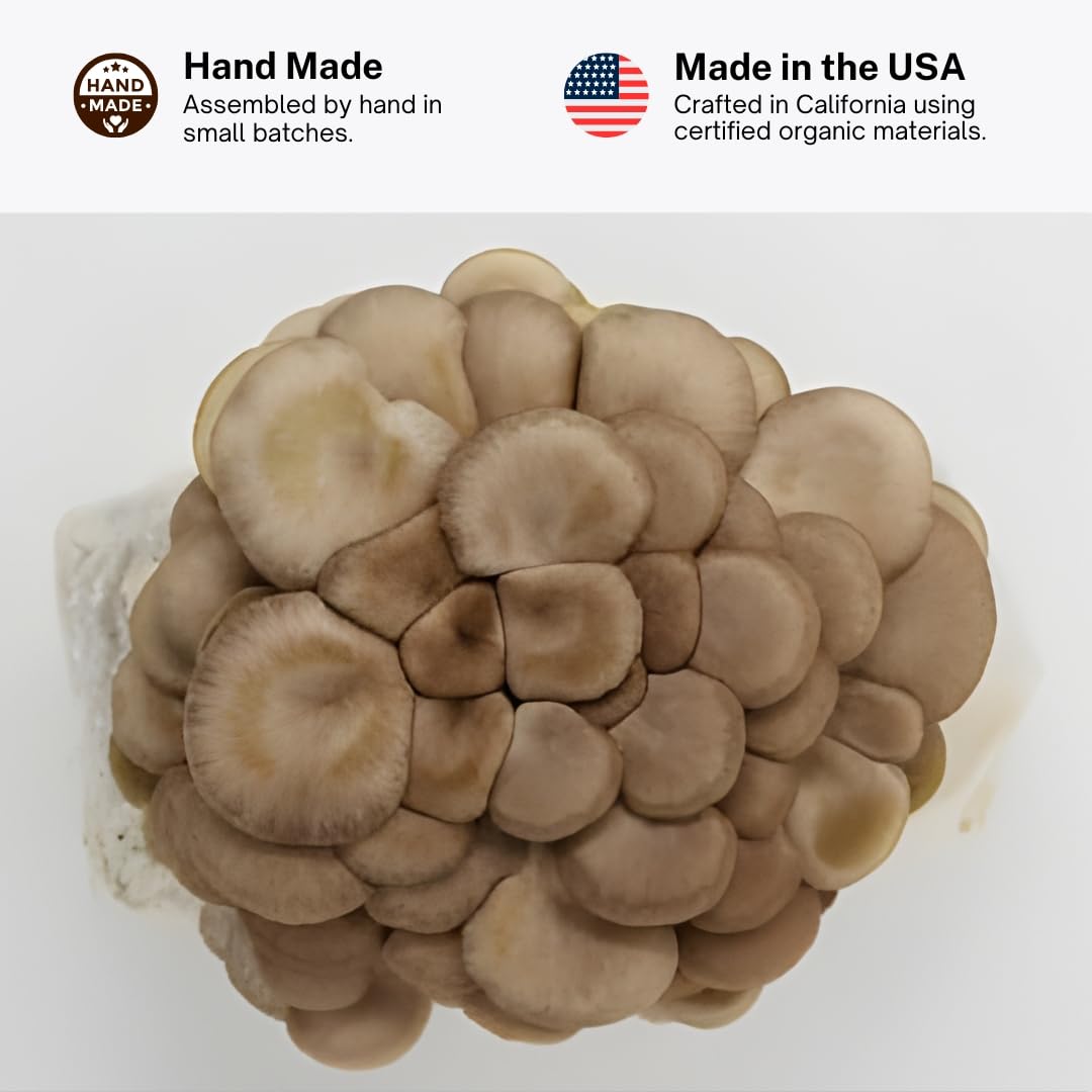 Forest Origins Brown Oyster Mushroom Grow Kit, Harvest Gourmet Mushrooms in 10 Days, Beginner Friendly, Handmade in California USA, Unique Gift