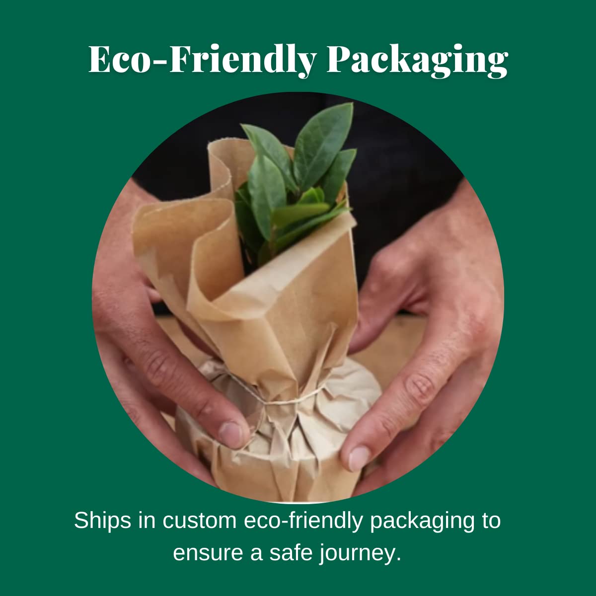 House Plant Shop | Philodendron 'Velvet' - 4" Pot | Live Indoor Plant | Easy to Care | Natural Décor Plant | Great Gifts| Free Care Guide