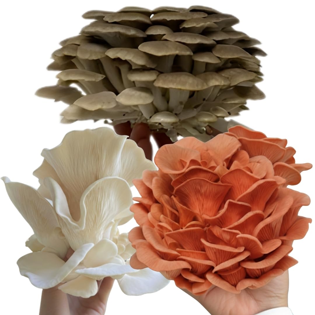 Forest Origins Specialty Trio Oyster Mushroom Grow Kit 3-Pack Variety - Beginner Friendly & Easy to Use, Grows in 10 Days | Handmade in California, USA | Top Gardening Gift, Holiday Gift & Unique Gift