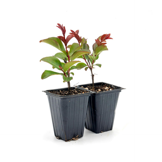 2 Red Rocket Crepe Myrtle, Live Plants (Lagerstroemia Indica) – Vibrant Red Blooms, Thriving in 2.5” Nursery Cubes