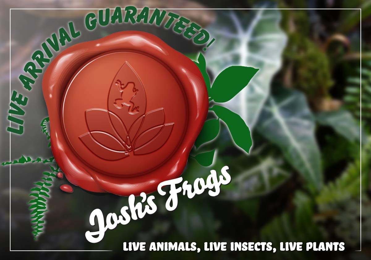 Sprig & Stone Live Mini Ferns Terrarium Plants (Victoria)