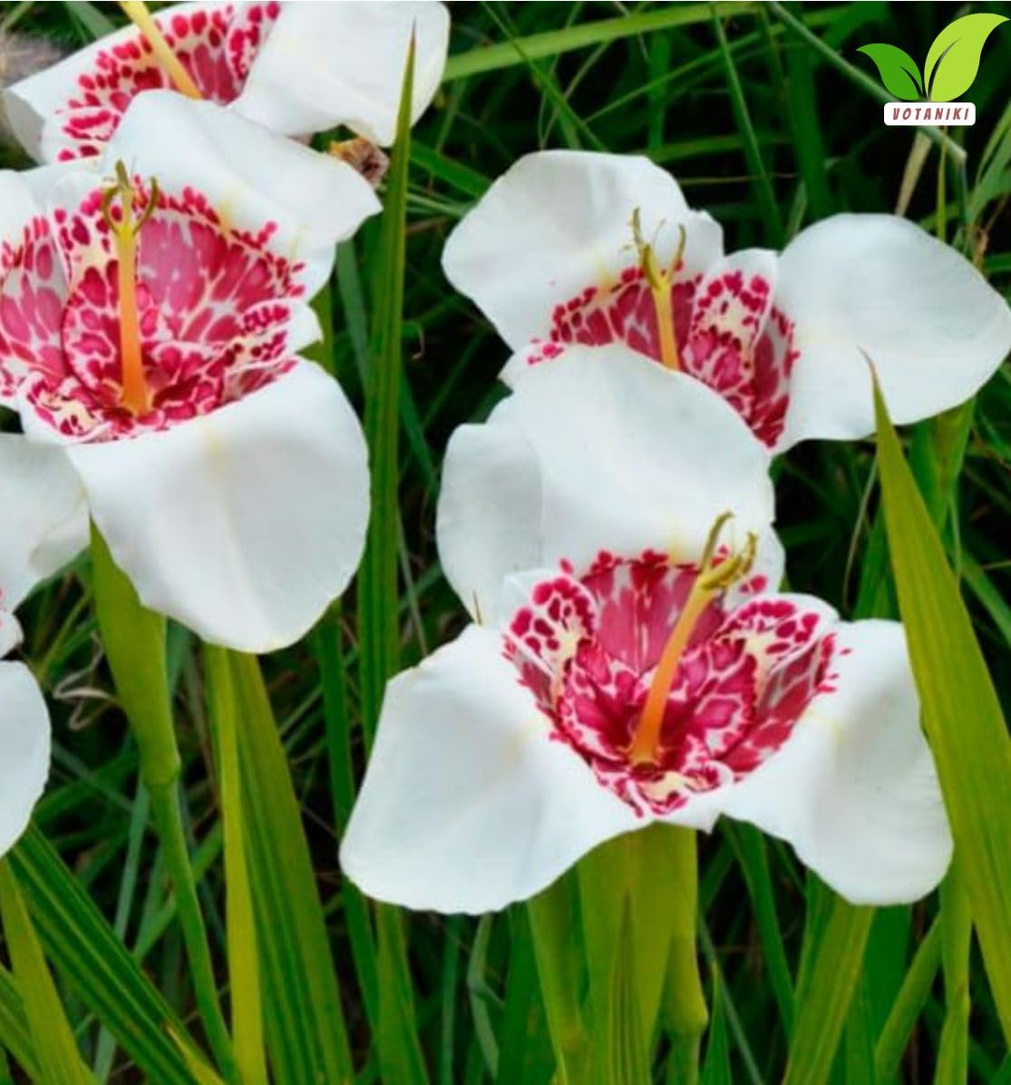 Votaniki Tigridia Pavonia 'Alba' Grandiflora - Perennial Tigridia Flowering (Tiger Flower) Bulbs | Summer Flowers, Tigridia Bulbs - Easy to Grow (3 Pack)