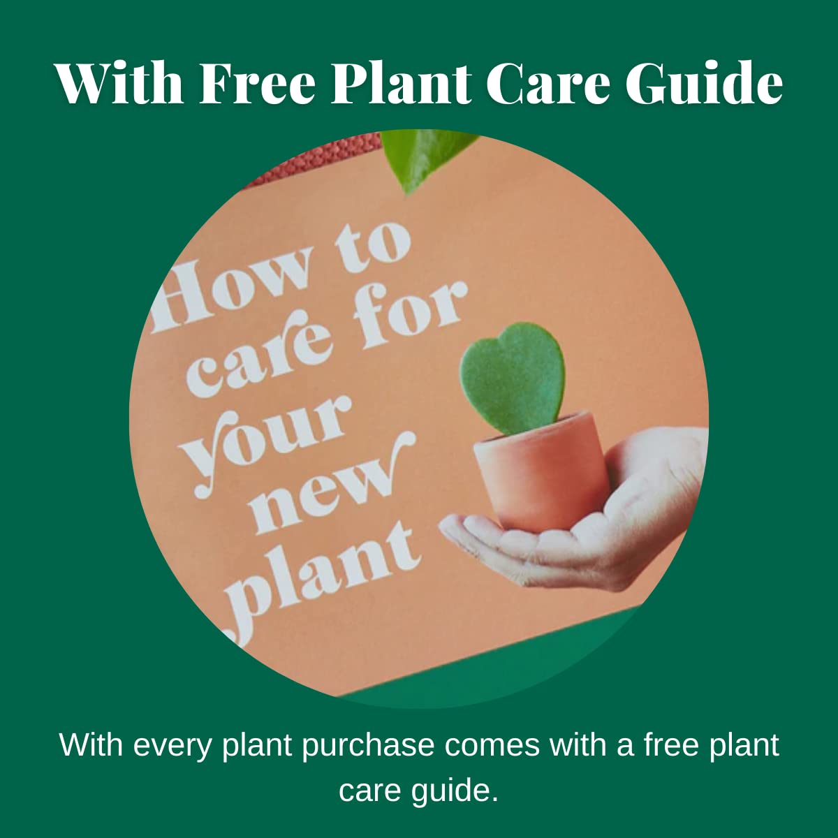 House Plant Shop | Philodendron 'Velvet' - 4" Pot | Live Indoor Plant | Easy to Care | Natural Décor Plant | Great Gifts| Free Care Guide
