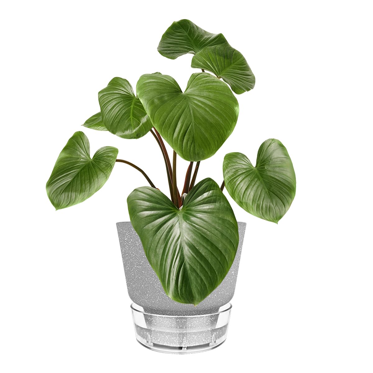 HYNZ Plant Pots - 6" Orchid Pot, 5 Pack Orchid Pots with Holes - Self Watering Pots for Indoor Plants - Plant Pots with Drainage Hole and Tray Saucer (Frosted Gray)