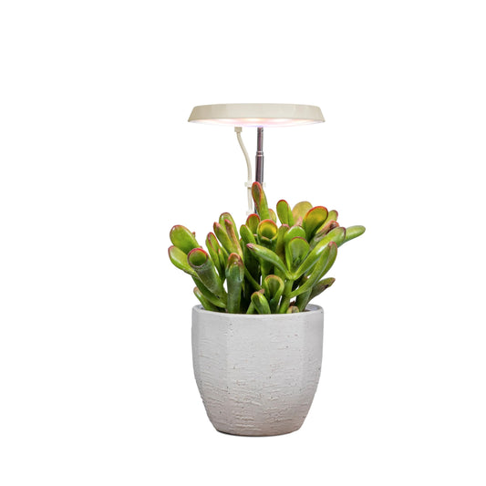 AeroGarden Stem Grow Light for Indoor Plants, Grow Live Plants Anywhere in The Home, Adjustable Light Modes, Cream