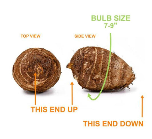 20 Green Elephant Ear Taro Bulbs - cocoyam, dasheen, eddo, Egyptian Ginger, IMO, kalo, colocasia antiquorum, IMO, Dalo, Taro
